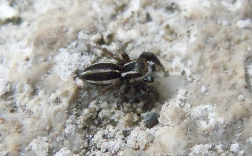 Phlegra bresnieri  -  Agnano(NA)